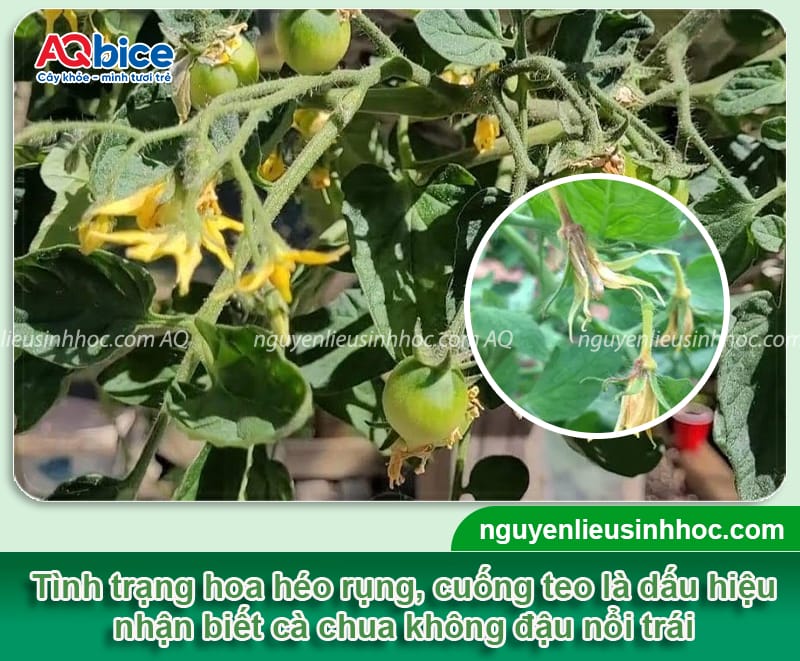 Cà chua không đậu trái là do đâu và Cách khắc phục 2 Cà chua không đậu trái là do đâu và cách xử lý hiệu quả