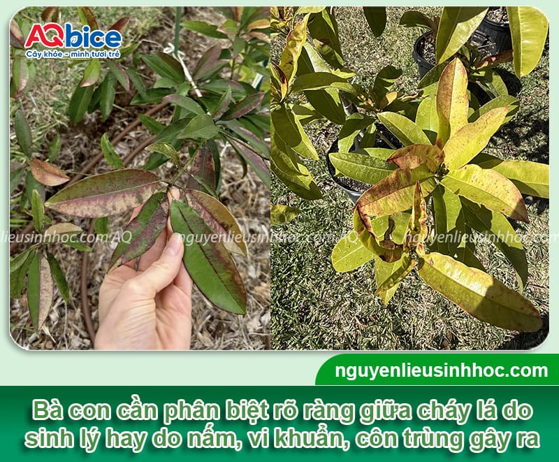 Nguyên nhân cây hồng xiêm bị cháy lá và Cách xử lý 2 Nguyên nhân cây hồng xiêm bị cháy lá và cách phòng trừ