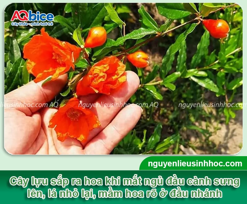 Cách làm cây lựu ra hoa đúng chuẩn, giúp trái đậu sai trĩu 3 Cách làm cây lựu ra hoa nhanh, sai bông và đậu trái hiệu quả