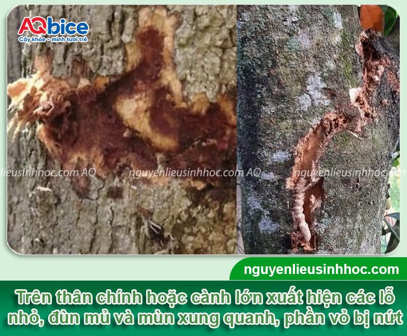 Phòng trừ cây sấu bị sâu đục thân và Cách nhận biết kịp thời 3 Phòng trừ cây sấu bị sâu đục thân và cách nhận biết kịp thời