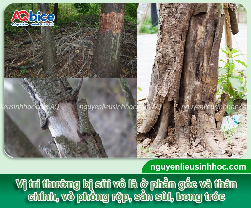 Nguyên nhân cây sấu bị sùi vỏ và cách phòng trừ an toàn