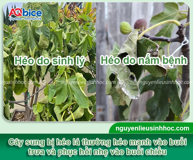 Vì sao cây sung bị héo lá? Cách phục hồi nhanh, hiệu quả cao