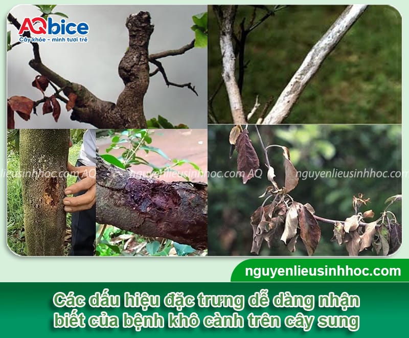 Nguyên nhân cây sung bị khô cành và Cách phòng trị 2 Nguyên nhân cây sung bị khô cành và cách điều trị an toàn