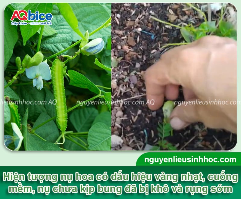 Nguyên nhân đậu rồng bị rụng hoa và Cách khắc phục 2 Đậu rồng bị rụng hoa nguyên nhân do đâu và cách phòng trừ