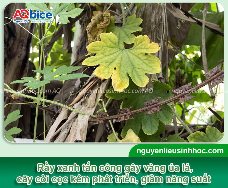 Thuốc đặc trị rầy xanh trên cây khổ qua hiệu quả, an toàn 3 Thuốc đặc trị rầy xanh trên cây khổ qua hiệu quả, an toàn