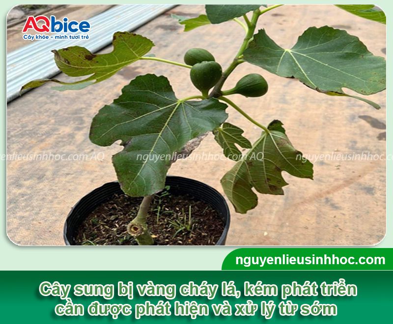 Cây sung bị vàng lá: Nguyên nhân, cách phục hồi hiệu quả 2 Cây sung bị vàng lá: Nguyên nhân, cách phục hồi hiệu quả