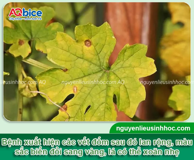 Nhận biết lá khổ qua bị đốm vàng và Cách xử lý 2 Nhận biết lá khổ qua bị đốm vàng và phương pháp điều trị
