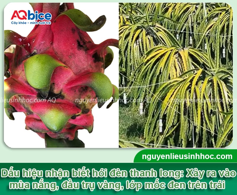 Khói đèn thanh long là bệnh gì? Cách nhận biết và phòng trừ 3 Khói đèn thanh long là bệnh gì? Cách nhận biết và phòng trừ