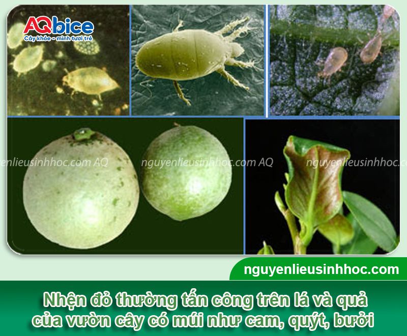 Nhện đỏ hại cây có múi: Dấu hiệu, biện pháp phòng trừ 3 Nhện đỏ hại cây có múi: Dấu hiệu, biện pháp phòng trừ