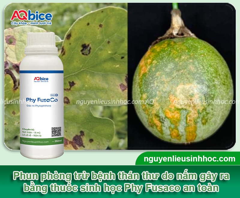 Bệnh thán thư trên chanh dây: Nguyên nhân và cách phòng trừ 5 Bệnh thán thư trên chanh dây: Nguyên nhân và cách phòng trừ