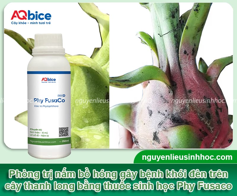 Khói đèn thanh long là bệnh gì? Cách nhận biết và phòng trừ 5 Khói đèn thanh long là bệnh gì? Cách nhận biết và phòng trừ