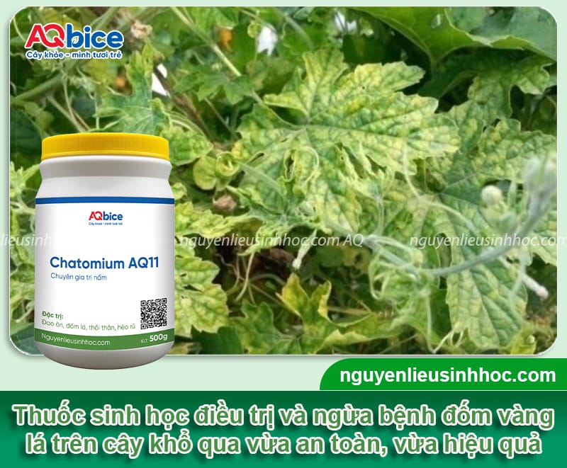 Nhận biết lá khổ qua bị đốm vàng và Cách xử lý 5 Nhận biết lá khổ qua bị đốm vàng và phương pháp điều trị