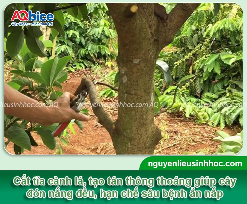 Kéo đọt bơ để hoa ra đều: Cách thực hiện và lưu ý quan trọng