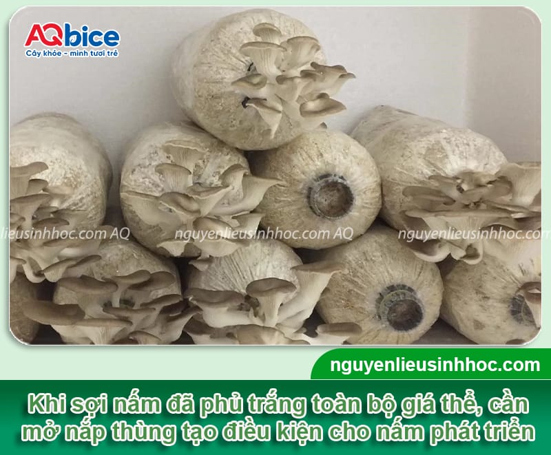 Cách trồng nấm bào ngư trong thùng xốp phát triển khỏe mạnh