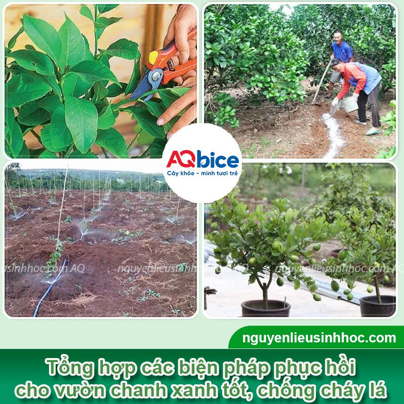 Cây chanh bị cháy lá: Nguyên nhân, cách xử lý kịp thời 3 Cây chanh bị cháy lá: Nguyên nhân, cách xử lý kịp thời hiệu quả