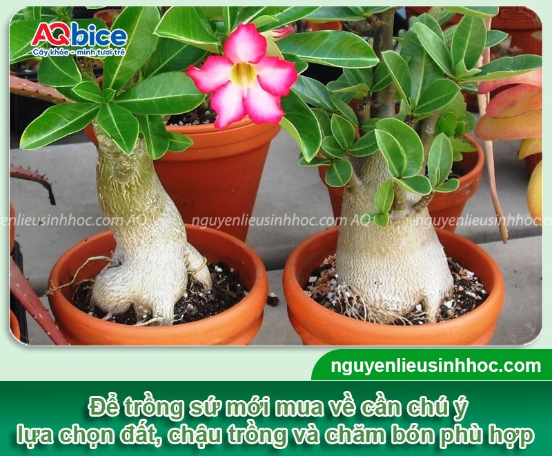 Cách trồng cây sứ mới mua về và chăm bón cây ra hoa rực rỡ 1 Cách trồng cây sứ mới mua về và chăm bón cây ra hoa rực rỡ