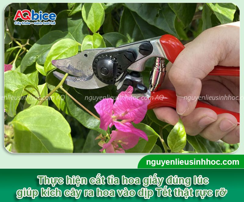 Thời điểm cắt tỉa hoa giấy trổ bông vào dịp Tết 2026