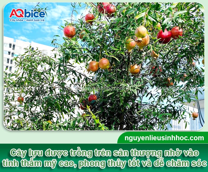 Trồng cây lựu trên sân thượng: Mẹo chăm đúng để ra sai trái