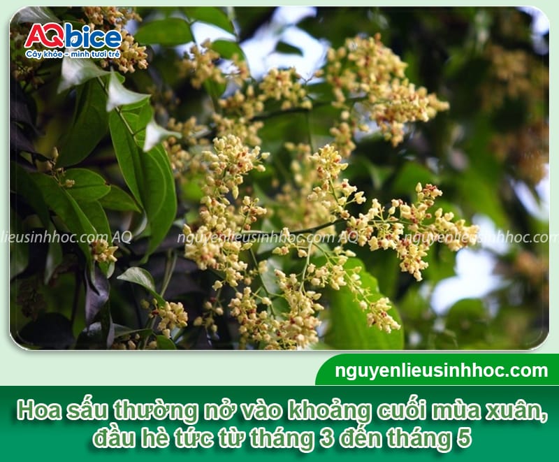 Hoa sấu nở tháng mấy, cách chăm sóc để kích cây ra mầm hoa 3 Hoa sấu nở tháng mấy, cách chăm sóc để kích cây ra mầm hoa
