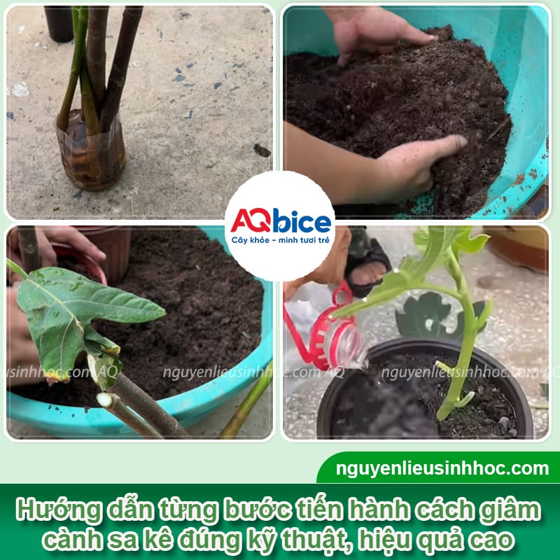 Hướng dẫn giâm cành cây sa kê đúng quy trình, tỷ lệ sống cao 4 Hướng dẫn giâm cành cây sa kê đúng quy trình, tỷ lệ sống cao