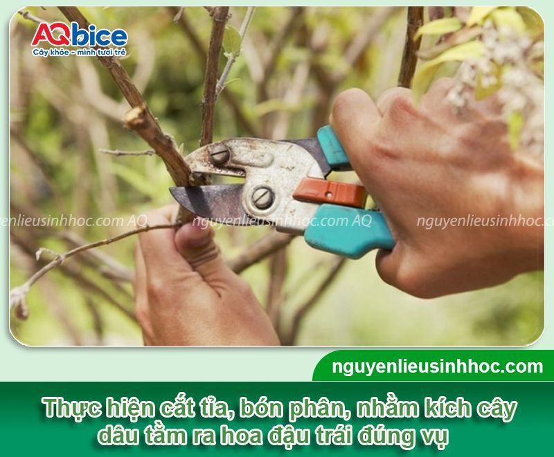 Cách làm cho cây dâu tằm ra trái đúng mùa, chống rụng non 3 Cách làm cho cây dâu tằm ra trái đúng mùa, chống rụng non