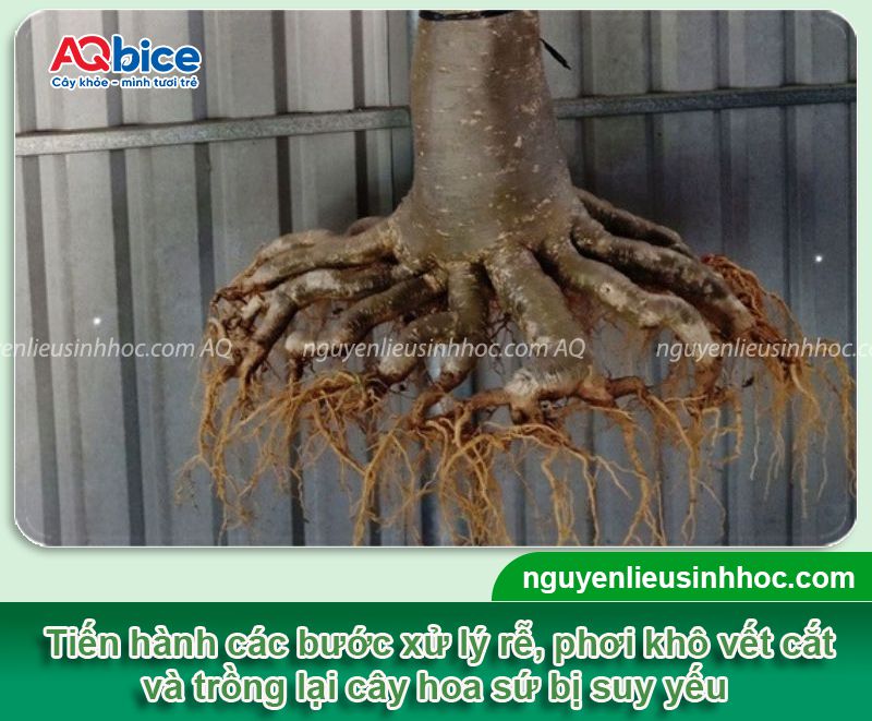 Cách phục hồi cây sứ bị suy hiệu quả, kịp thời ngay tại nhà