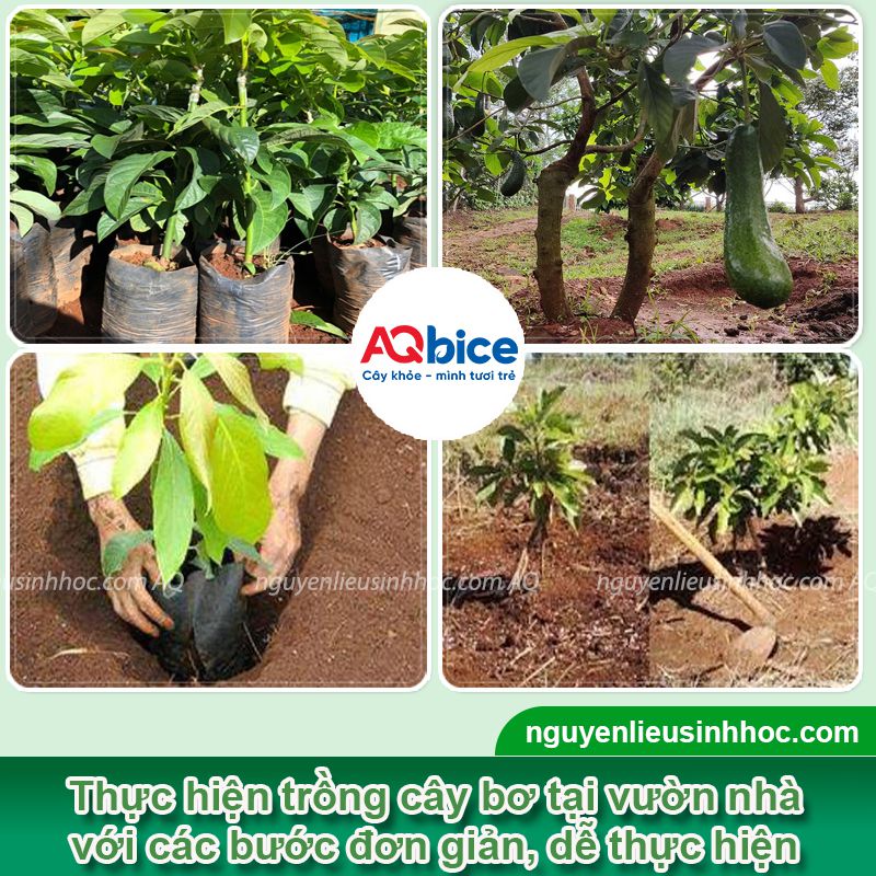 Trồng cây bơ trước nhà có tốt không? Ý nghĩa phong thủy