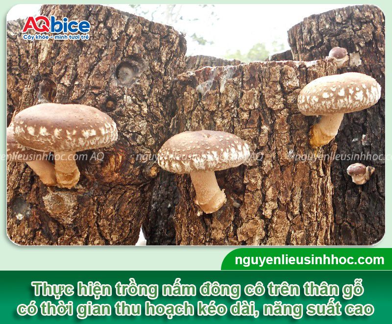Top 2 cách trồng nấm đông cô đơn giản nhanh thu hoạch