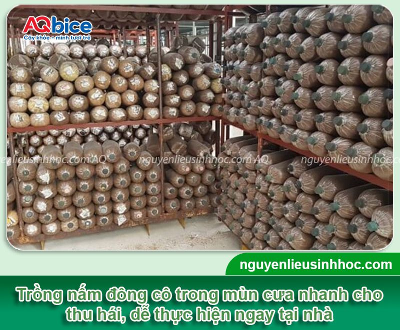 Top 2 cách trồng nấm đông cô tại nhà, nhanh thu hoạch 2 Top 2 cách trồng nấm đông cô đơn giản nhanh thu hoạch