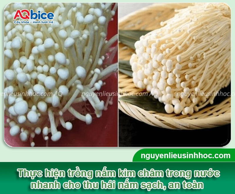 Top 2 cách trồng nấm kim châm bằng rễ đơn giản tại nhà 3 Top 2 cách trồng nấm kim châm bằng rễ đơn giản tại nhà