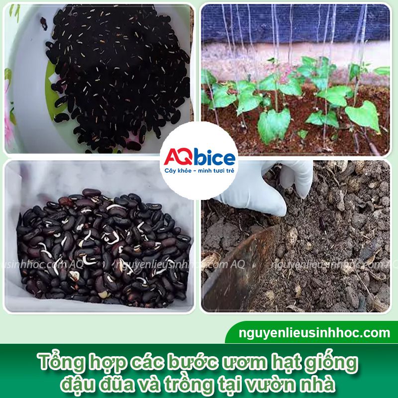 Cách ươm đậu đũa xanh tốt, nhanh ra quả, ít sâu bệnh 3 Cách ươm đậu đũa xanh tốt, nhanh ra quả, ít sâu bệnh
