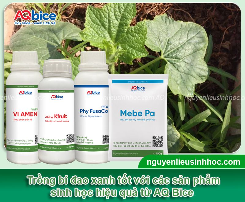 Kỹ thuật trồng bí đao xanh F1 tại nhà đơn giản, dễ thực hiện 3 Kỹ thuật trồng bí đao xanh F1 và chăm bón năng suất cao
