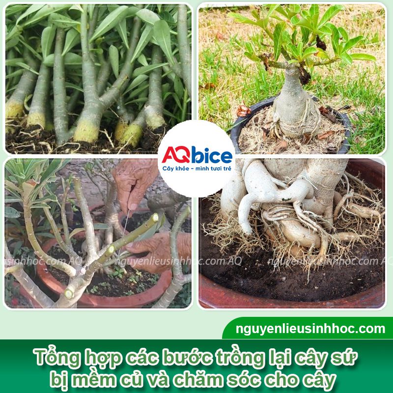 Cây sứ bị mềm củ vàng lá do thối rễ và cách xử lý hiệu quả