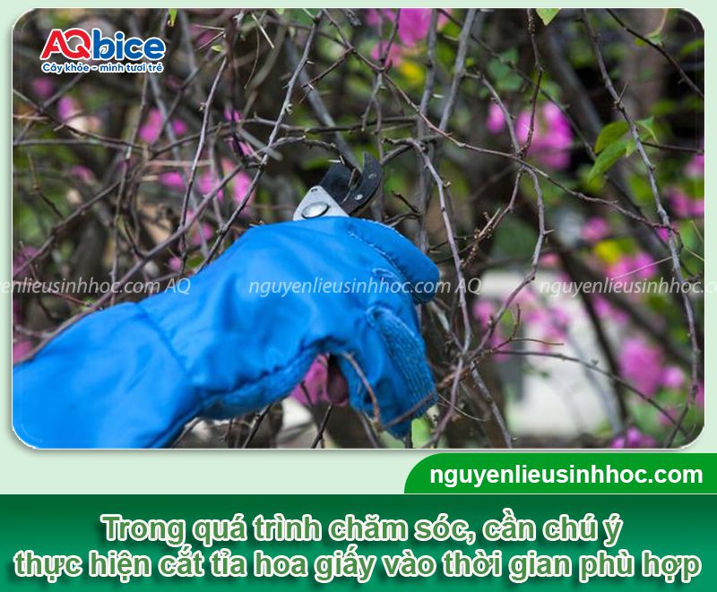 Thời điểm cắt tỉa hoa giấy để trổ bông vào dịp Tết 2026 3 Thời điểm cắt tỉa hoa giấy trổ bông vào dịp Tết 2026