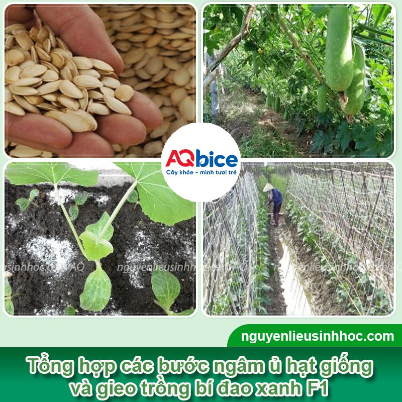 Kỹ thuật trồng bí đao xanh F1 tại nhà đơn giản, dễ thực hiện 2 Kỹ thuật trồng bí đao xanh F1 và chăm bón năng suất cao