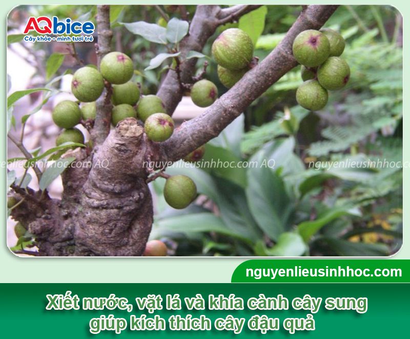 Tại sao cây sung không ra quả? Cách kích cây đậu quả xum xuê 3 Tại sao cây sung không ra quả? Cách kích cây đậu quả xum xuê