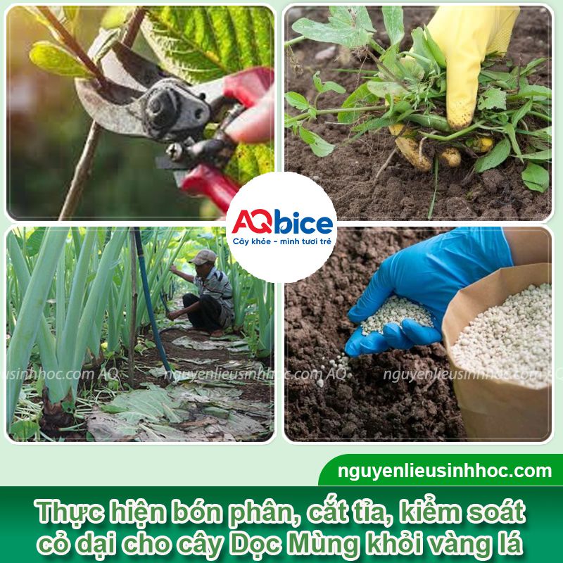 Cây dọc mùng bị vàng lá do đâu? Cách khắc phục 3 Cây Dọc Mùng bị vàng lá do nguyên nhân nào? Cách khắc phục