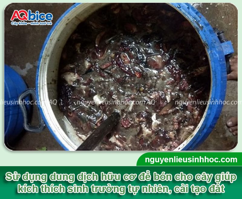 Hướng dẫn cách kéo đọt xoài giúp bật đọt mạnh, tán khỏe