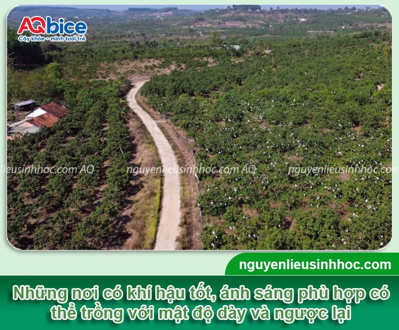 1 ha trồng được bao nhiêu cây xoài? Khoảng cách trồng 5 1 ha trồng được bao nhiêu cây xoài phù hợp với từng mục tiêu