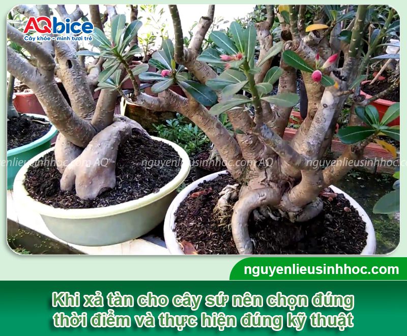 Cách xả tàn cây sứ đúng kỹ thuật để kích hoa nở đúng Tết 3 Cách xả tàn cây sứ đúng kỹ thuật để kích cây ra hoa rộ dịp Tết