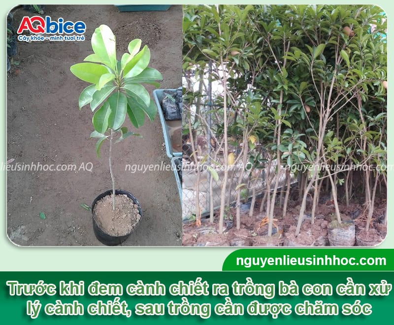 Hướng dẫn cách chiết cây hồng xiêm theo chi tiết từng bước 5 Hướng dẫn cách chiết cây hồng xiêm theo từng bước chi tiết