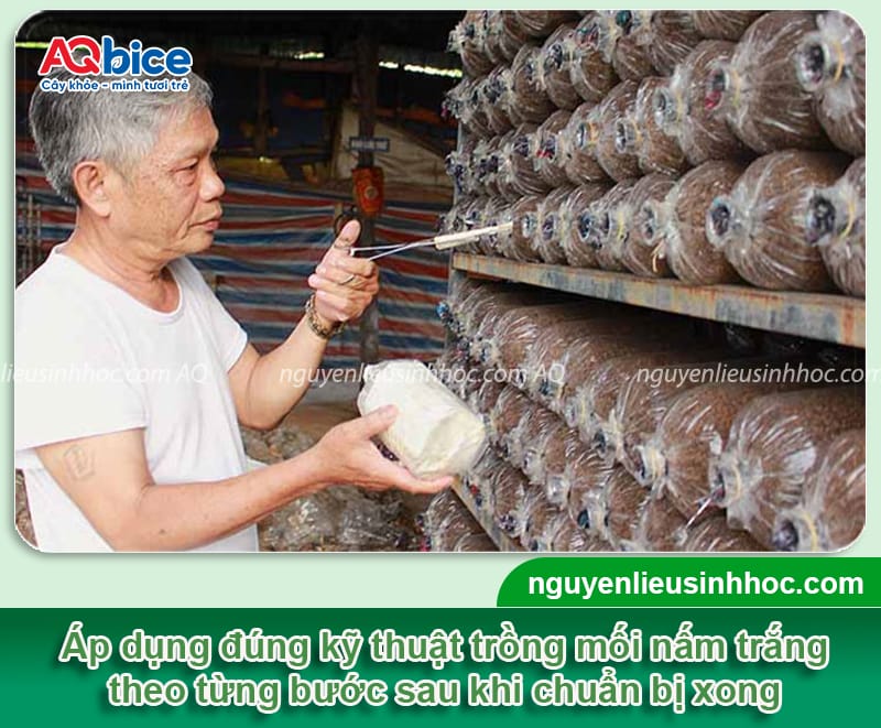 Cách trồng nấm mối trắng giúp nấm lên đều, năng suất cao 4 Cách trồng nấm mối trắng giúp nấm lên đều, năng suất cao