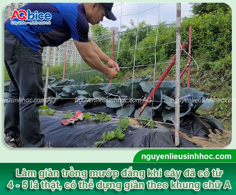 Hướng dẫn kỹ thuật trồng khổ qua lai F1 để dàn ra nhiều trái