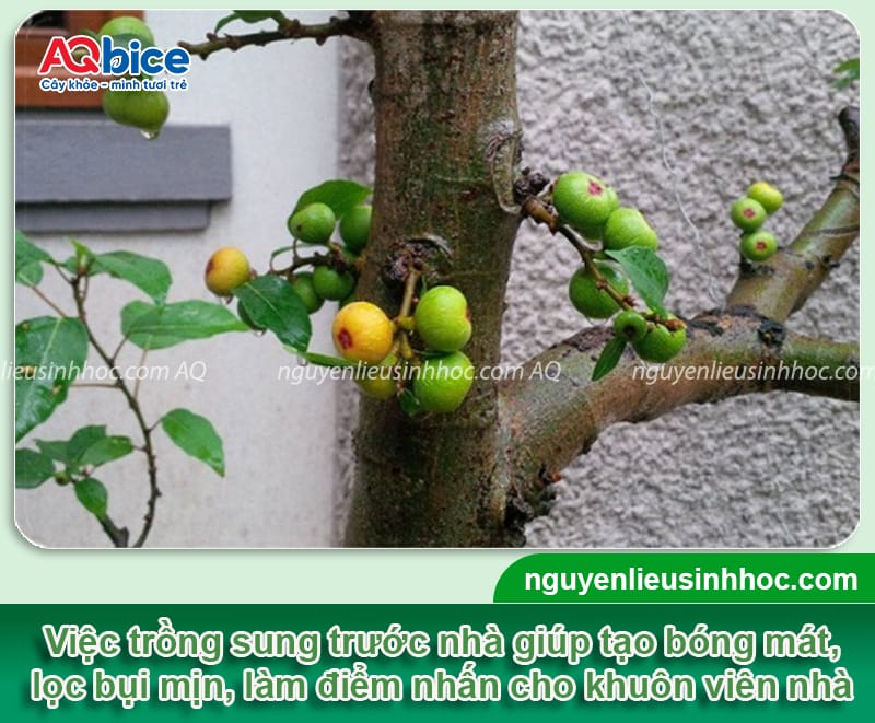 Trồng cây sung trước nhà có tốt không, ý nghĩa phong thủy