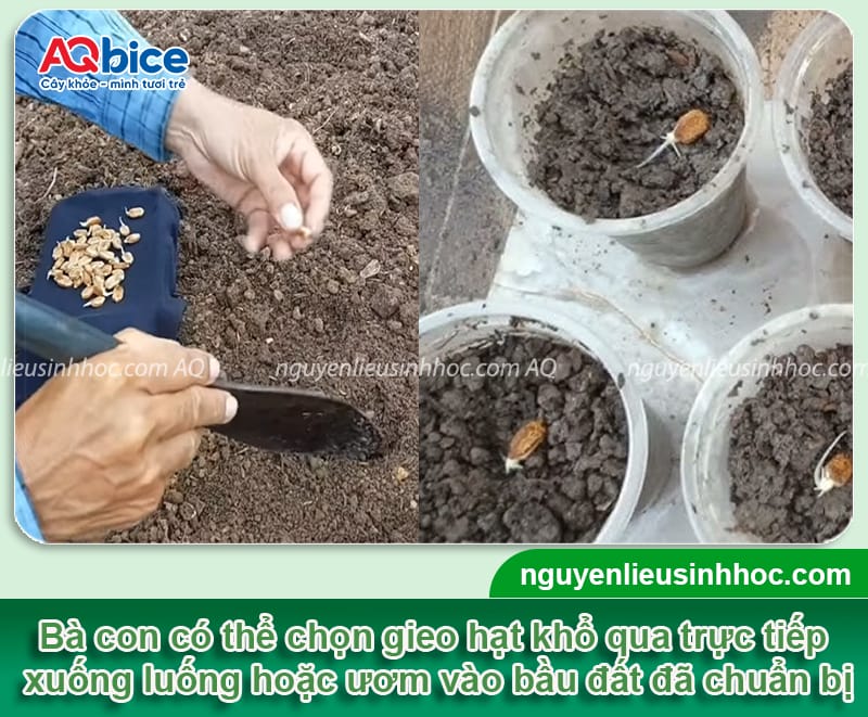 Hướng dẫn kỹ thuật trồng khổ qua lai F1 để dàn ra nhiều trái