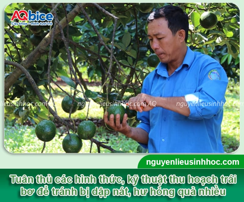 Hướng dẫn cách nhận biết bơ chín trên cây mới nhất 4 Hướng dẫn cách nhận biết bơ chín trên cây trên từng bộ phận