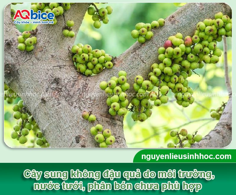 Tại sao cây sung không ra quả? Cách kích cây đậu quả xum xuê 2 Tại sao cây sung không ra quả? Cách kích cây đậu quả xum xuê