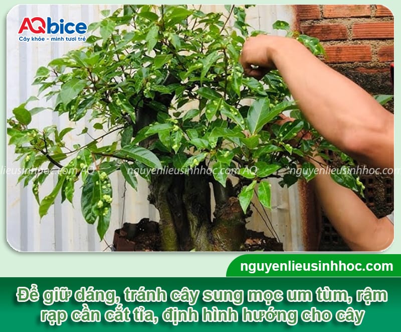 Trồng cây sung trước nhà có tốt không, ý nghĩa phong thủy