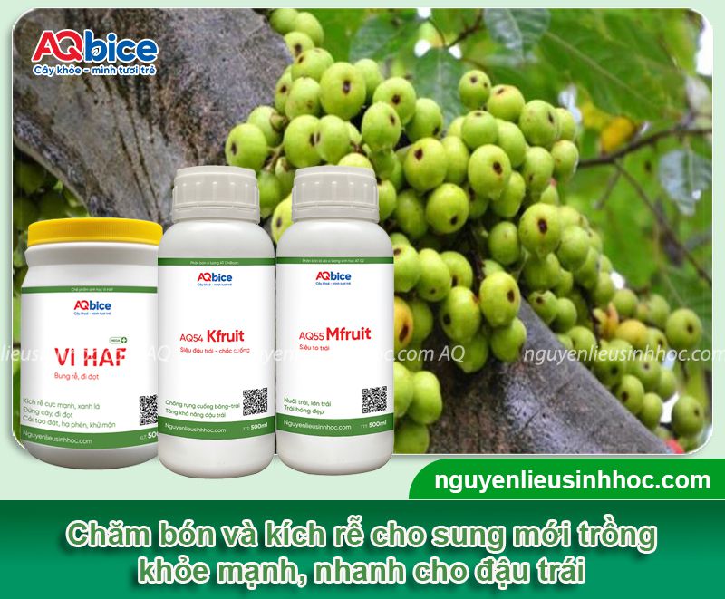 Cách trồng cây sung mới bứng nhanh ra rễ, bám đất tốt 4 Cách trồng cây sung mới bứng nhanh ra rễ và đậu quả