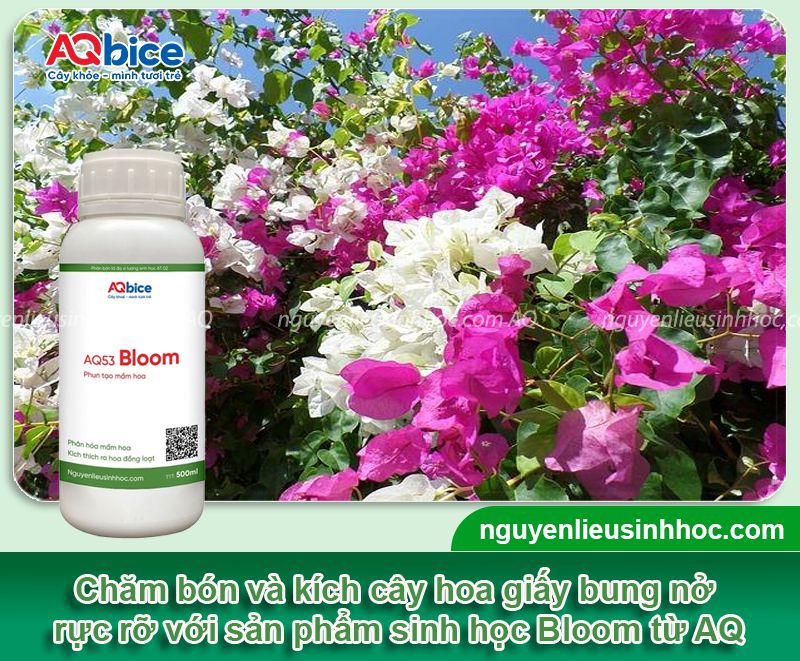 Thời điểm cắt tỉa hoa giấy để trổ bông vào dịp Tết 2026 4 Thời điểm cắt tỉa hoa giấy trổ bông vào dịp Tết 2026